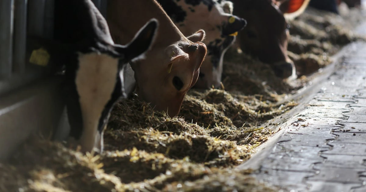 ¿EU le abre la frontera al ganado mexicano? Anuncian avances de campaña contra gusano barrenador