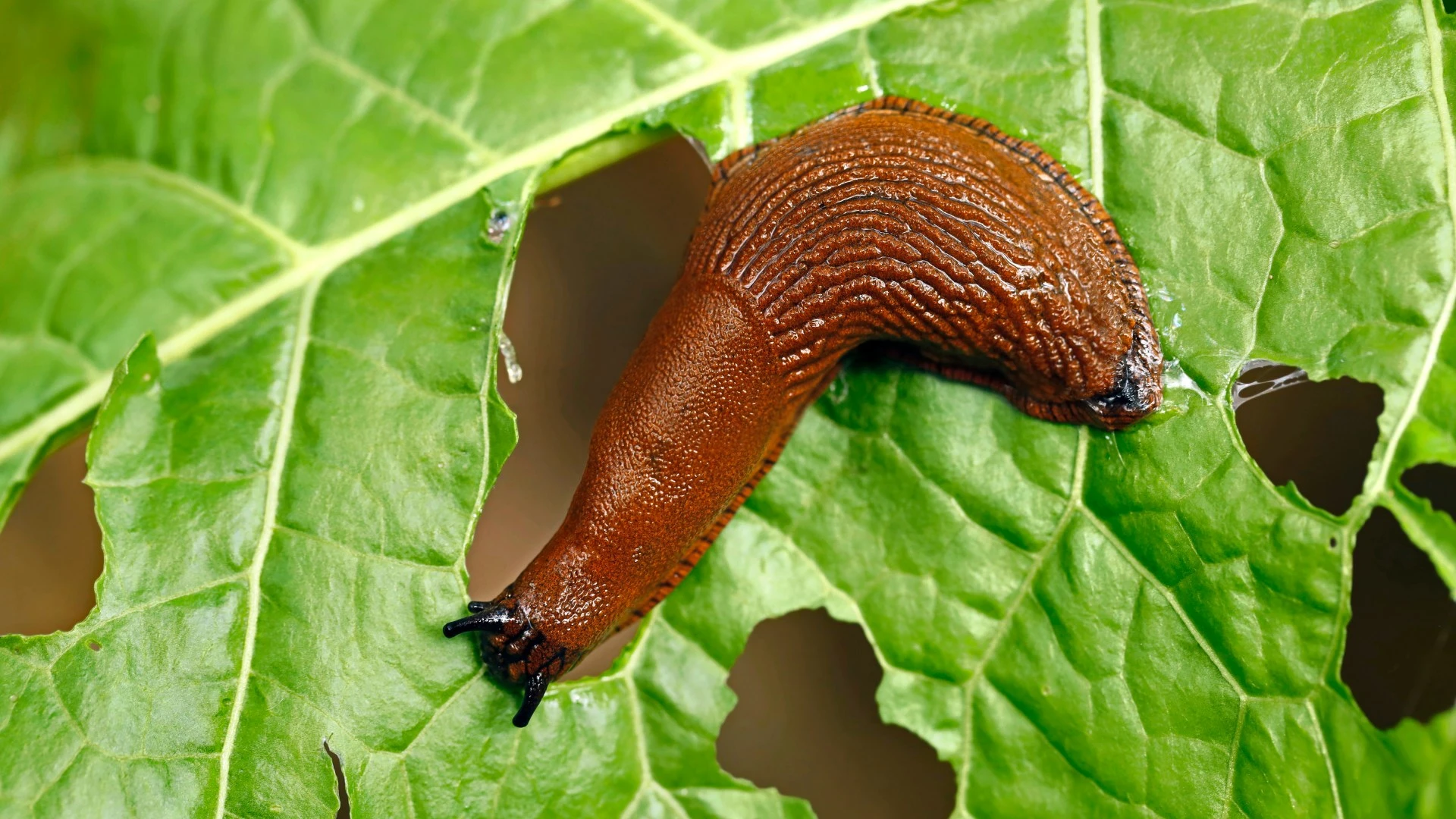 I was sick of slugs ruining my plants but found an Asda buy to keep them away