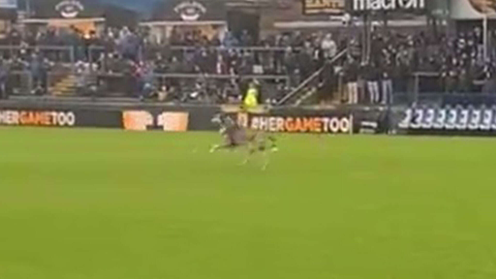 Bizarre moment loose DOG is chased off pitch moments before League One clash