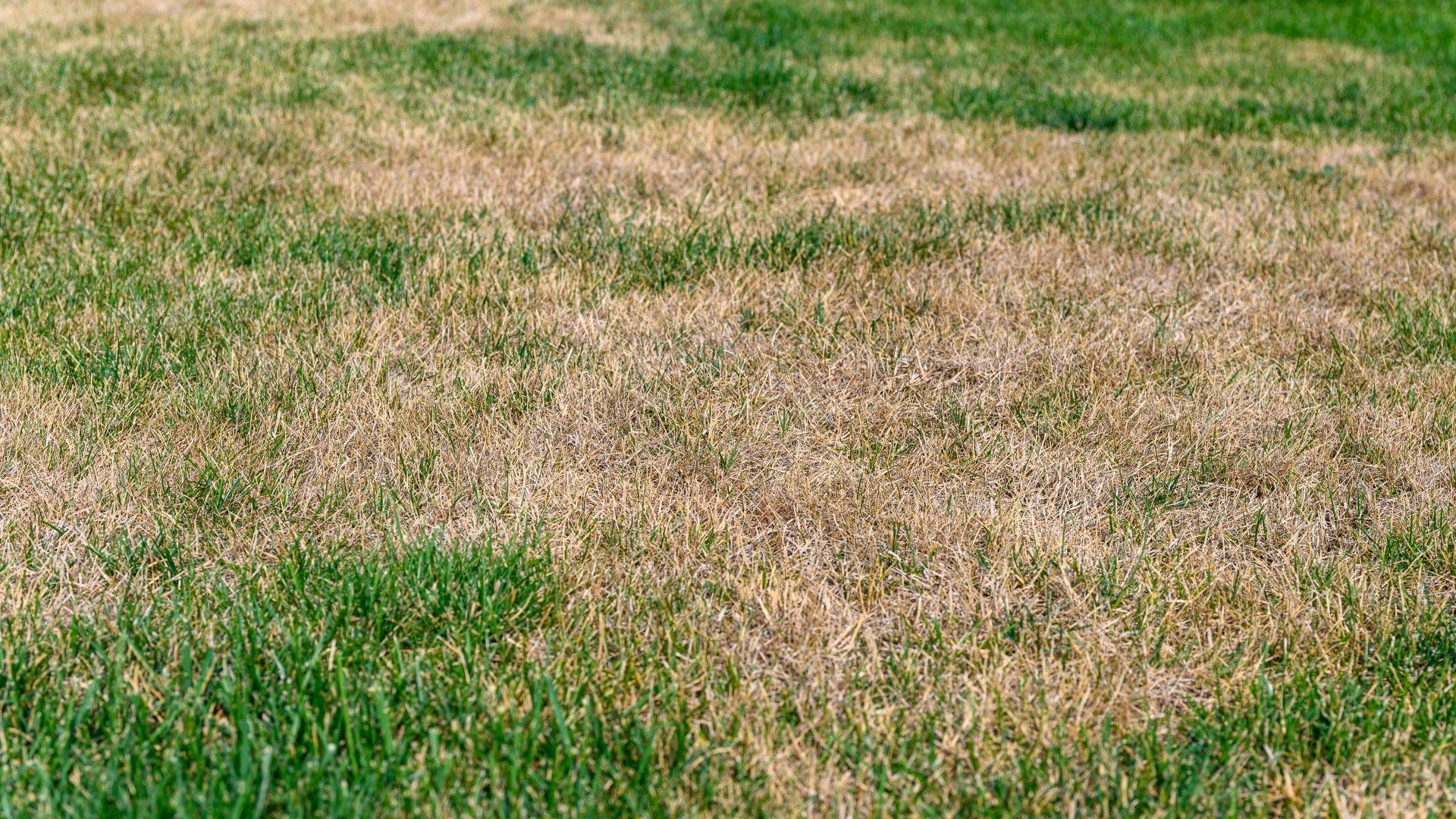 Spoonful of £1.19 Aldi buy will bring your scorched, patchy lawn back to life