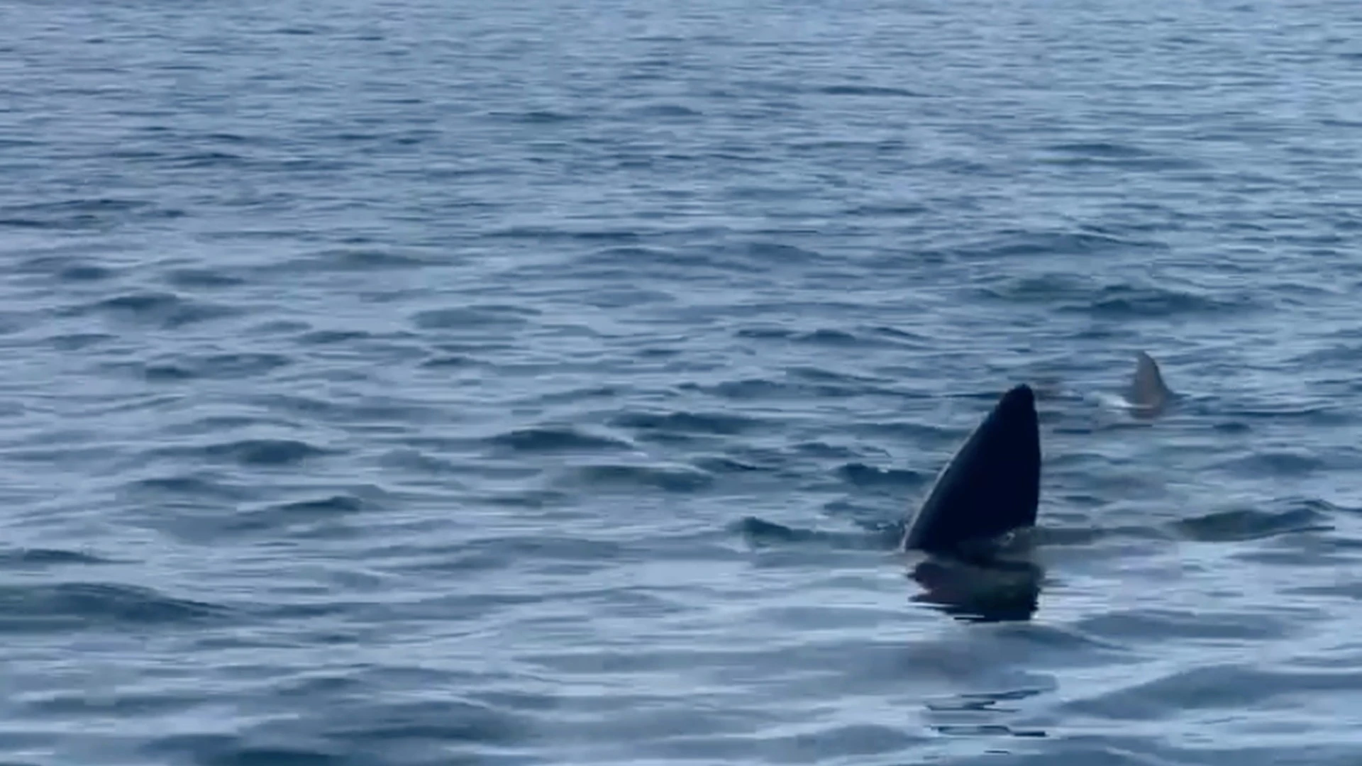 Huge shark lurks off coast at Brit hotspot Marbella for first time in 35 years