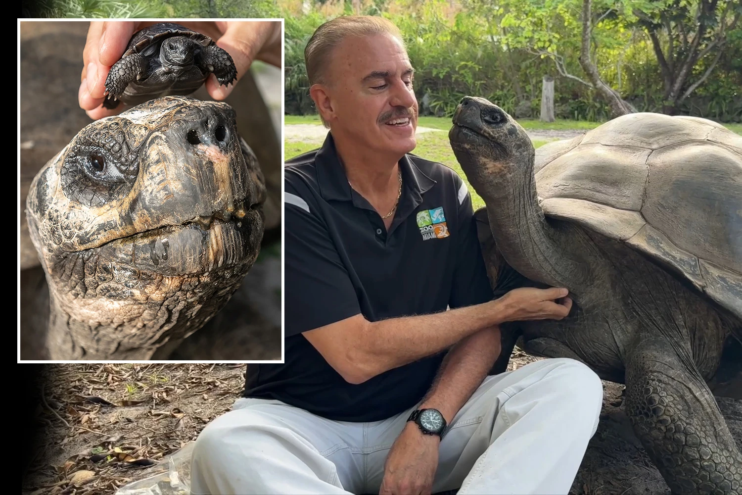 Tortoise becomes world's oldest new dad after having first baby aged 135
