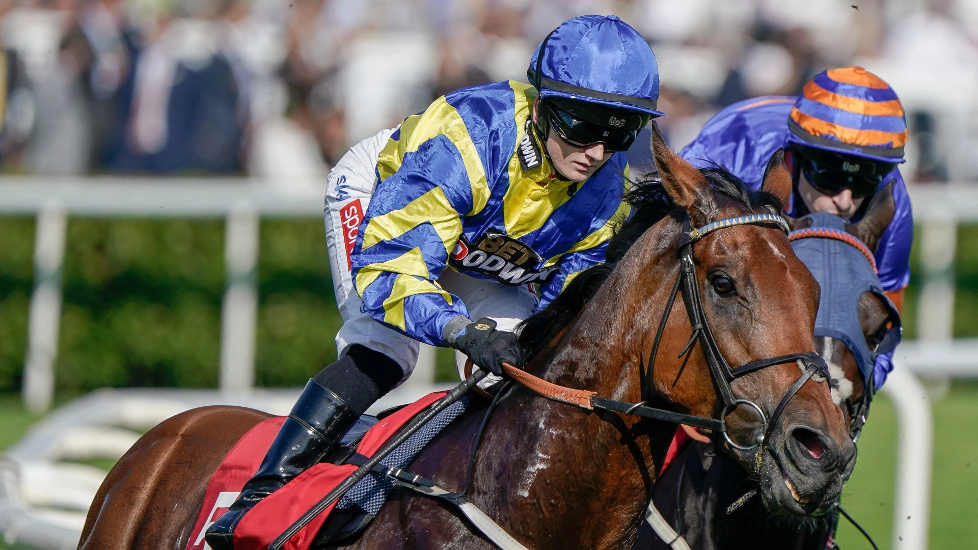 Tragedy as iconic horse Trueshan dies at Goodwood after suffering serious injury