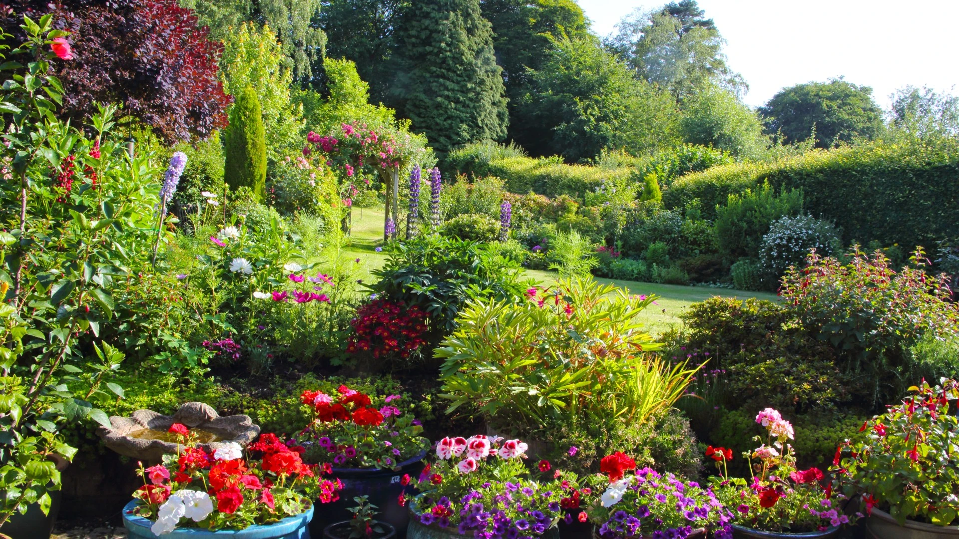 Why you should let grass go brown & six other ways to summer proof your garden
