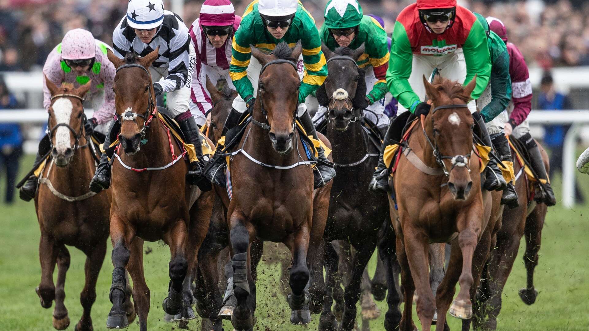 Templegate's 80-1 Cheltenham Festival acca tip made up entirely of favourites