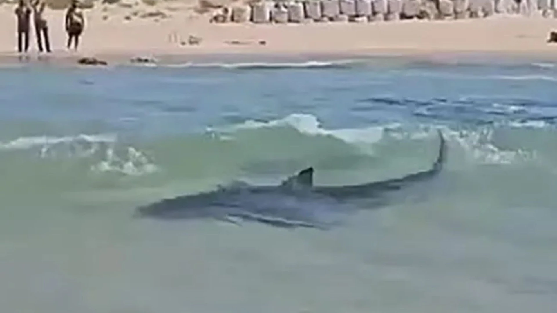 Dad’s remains found after being mauled by sharks off Med tourist beach