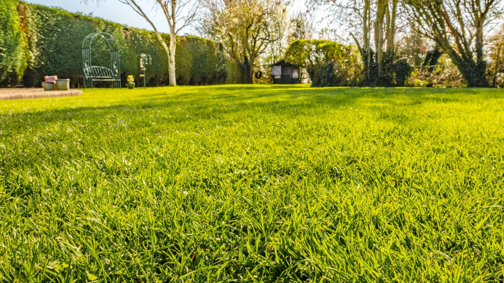 Simple trick to ensure your lawn is moss-free this spring - it costs just 15p