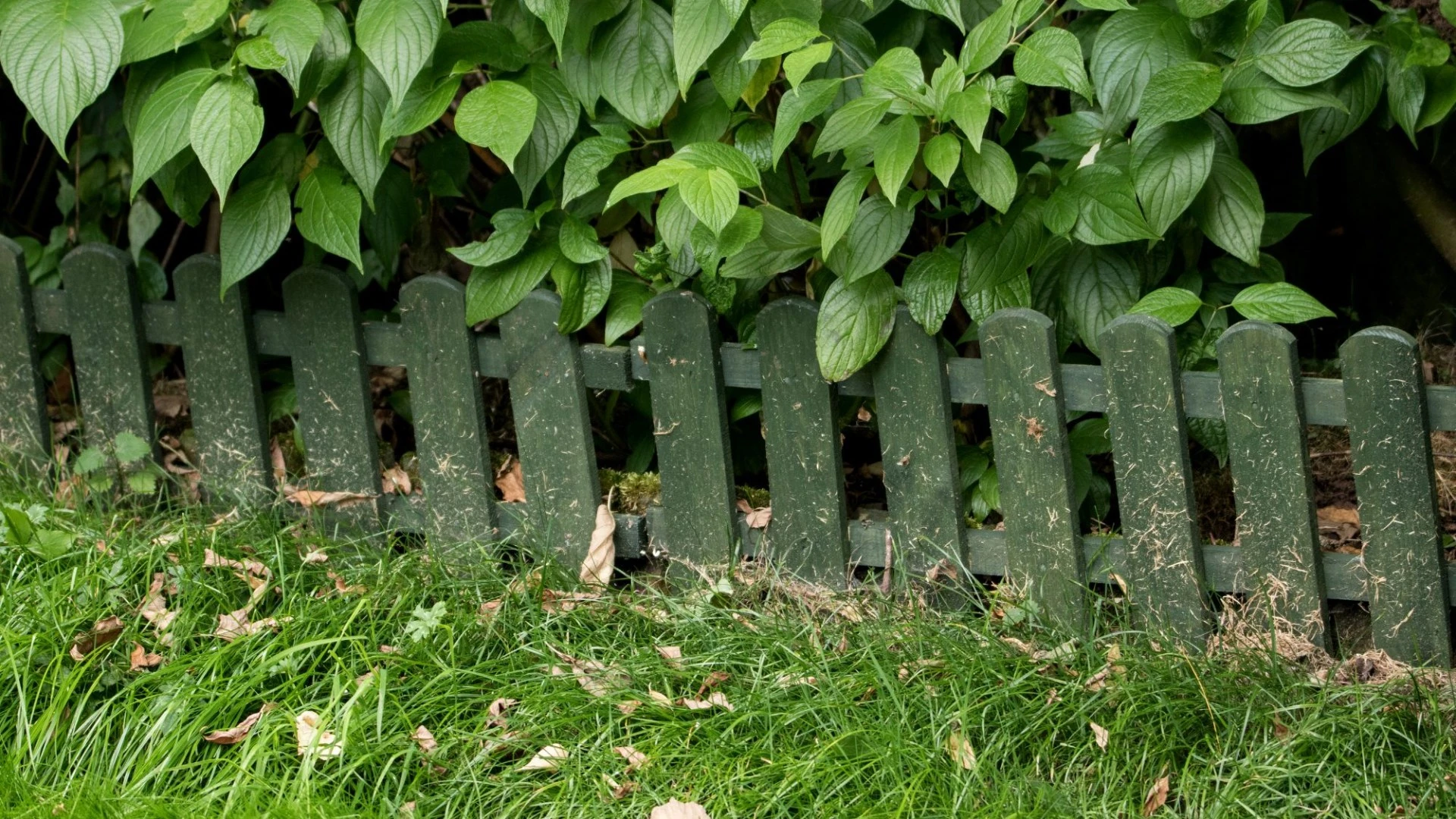 My fence was covered in algae - 35p kitchen staple melted it away for good