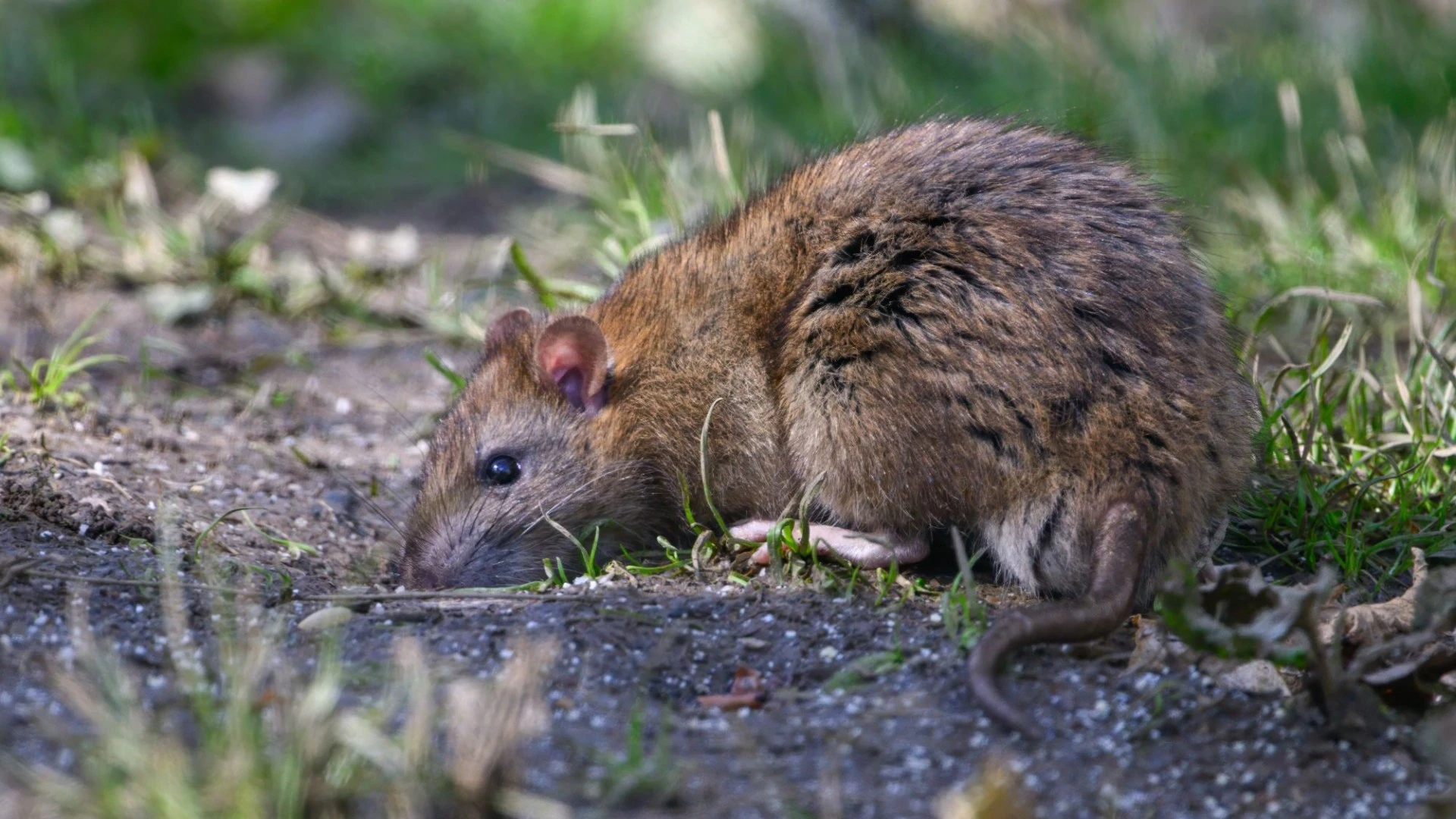 Gardeners urged to sprinkle 50p bathroom staple over lawn to get rid of rats