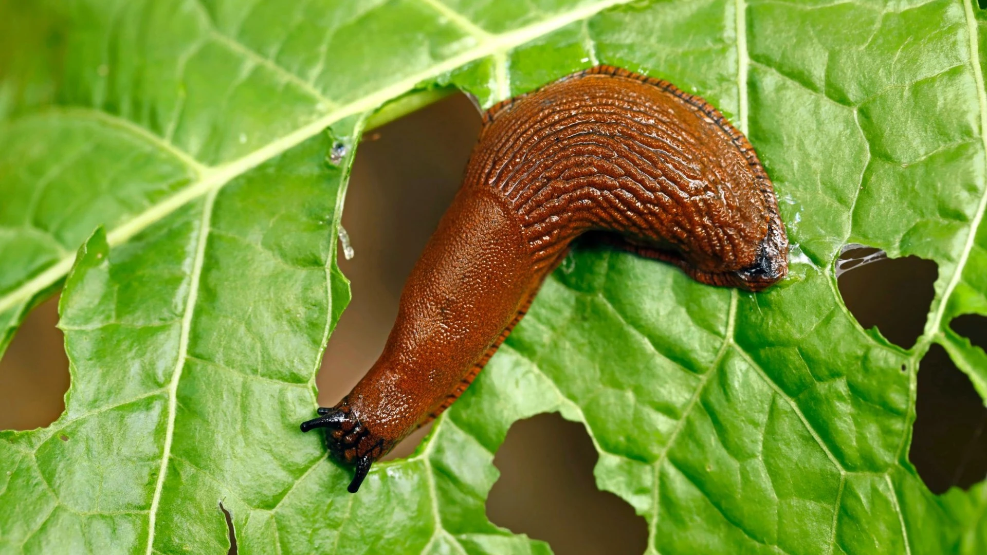 Easy 55p hack to get rid of flies and slugs from your garden - everyone has some