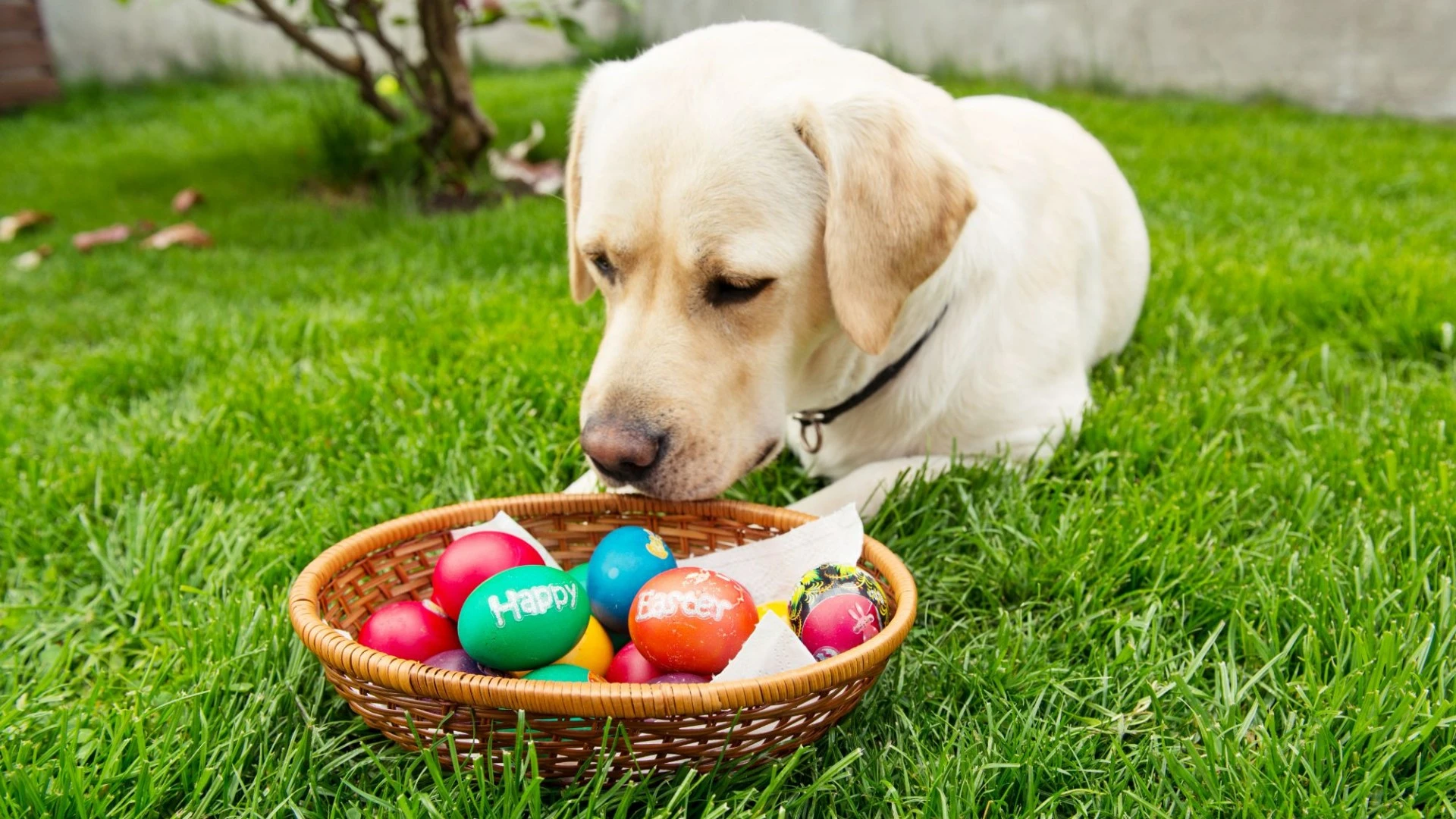 Urgent pet warning over 'toxic' Easter treats & how to avoid this weekend