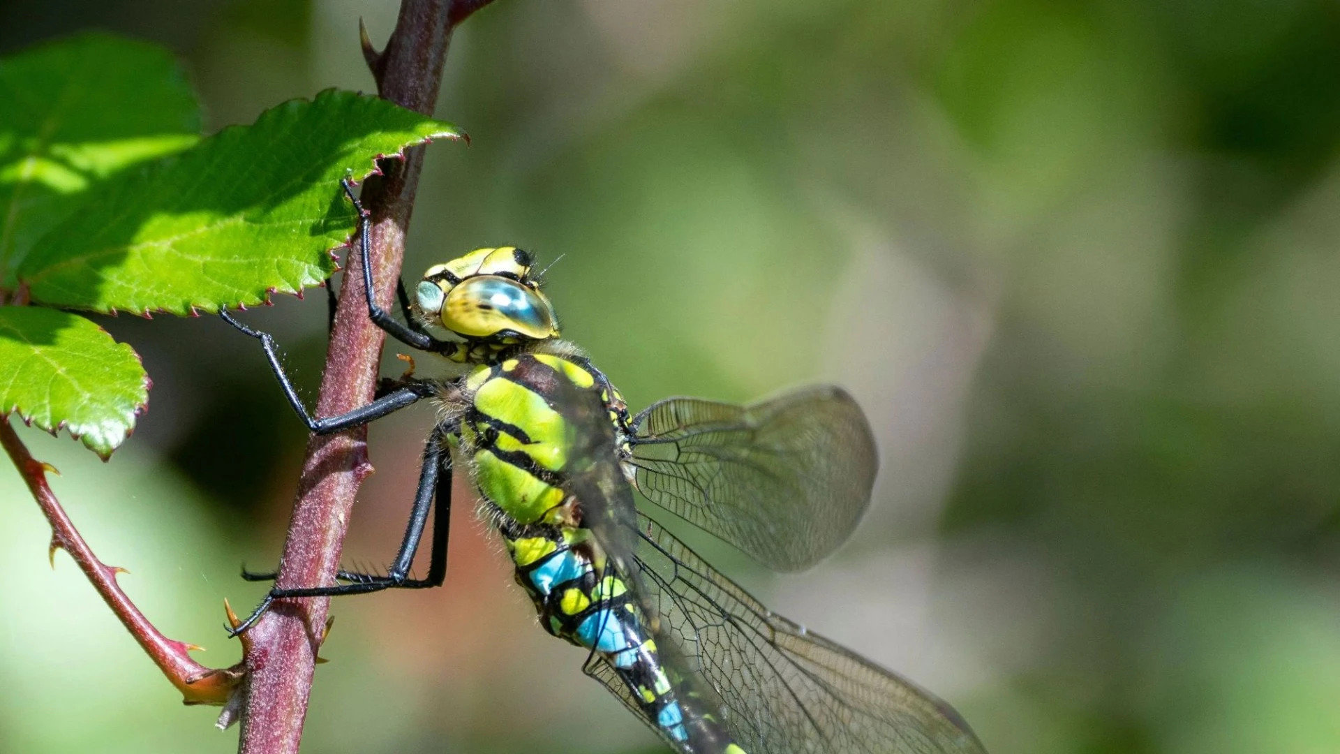 Half of kids wouldn’t be able to name a dragonfly if they saw one