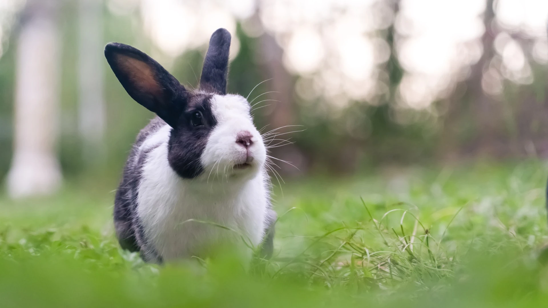 From a runaway rabbit to a hissing cat - your pet queries answered