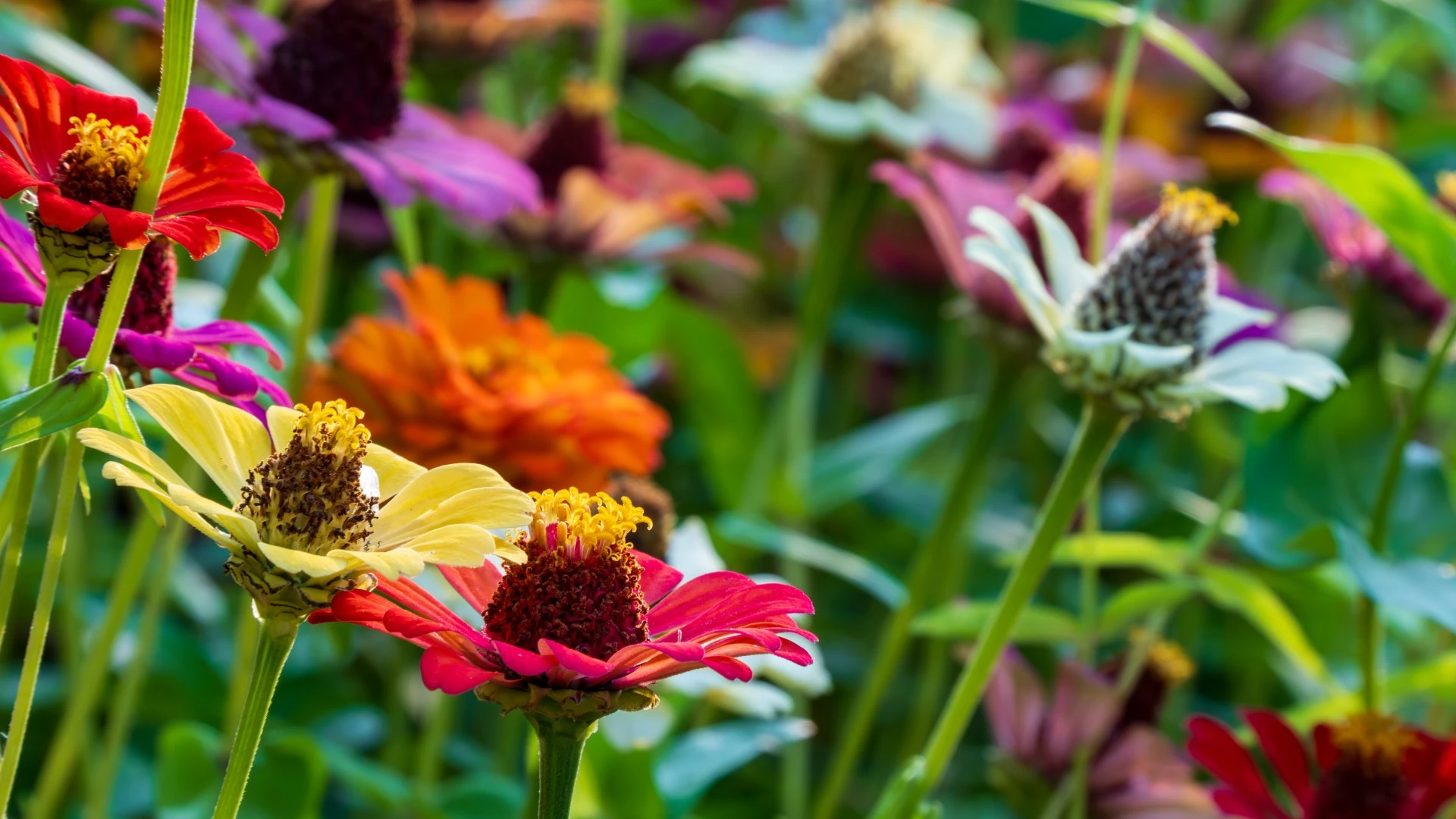 The £1.99 Lidl bulbs to plant in September for flowers that bloom until spring