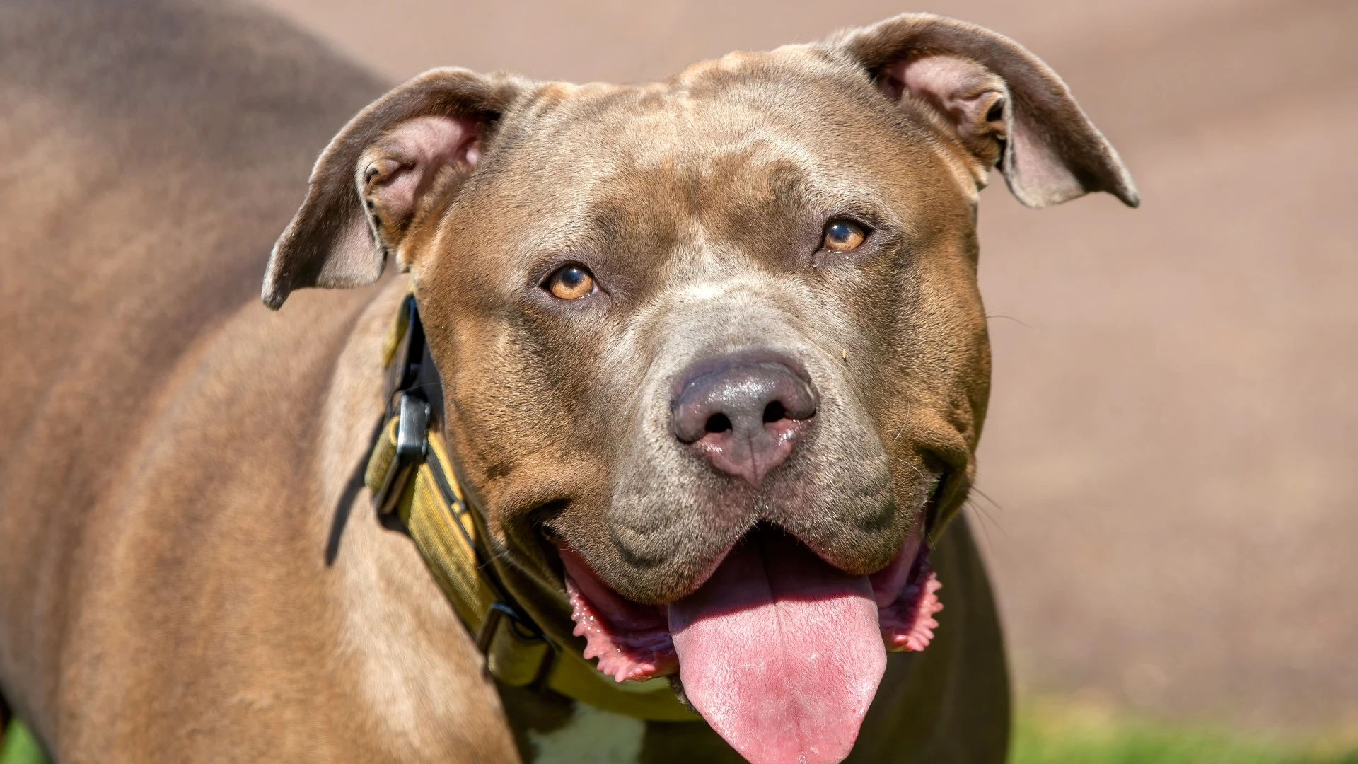 Builder mauled by XL Bully who escaped while owner offered him cup of tea
