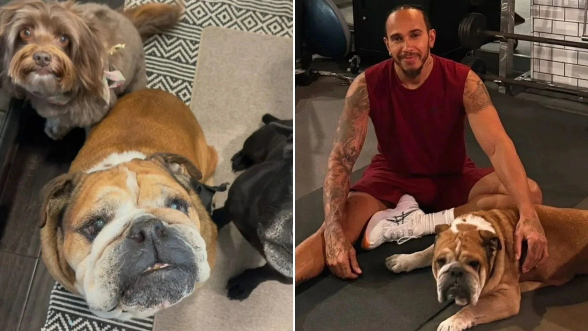 Lewis Hamilton's beloved dog Roscoe suffering from pneumonia