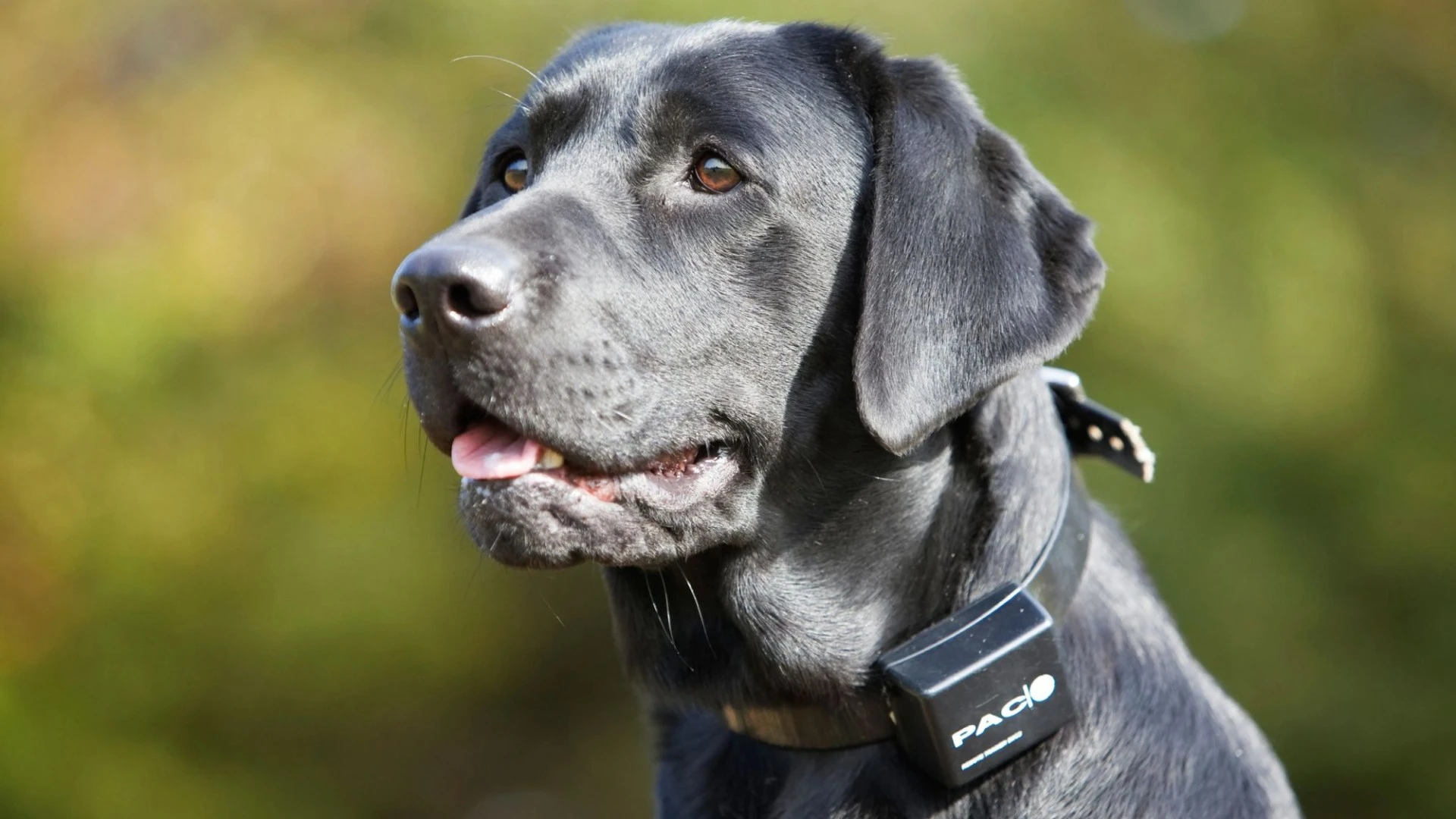 Warning to ALL dog owners over collar rule that could land you with £5k fine