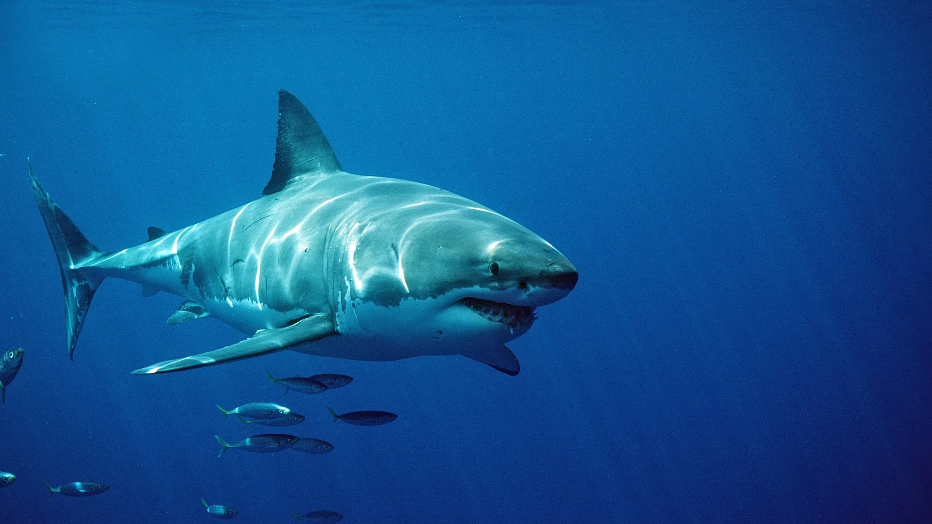 ‘Biggest shark EVER tagged by researchers’ spotted prowling off US coast