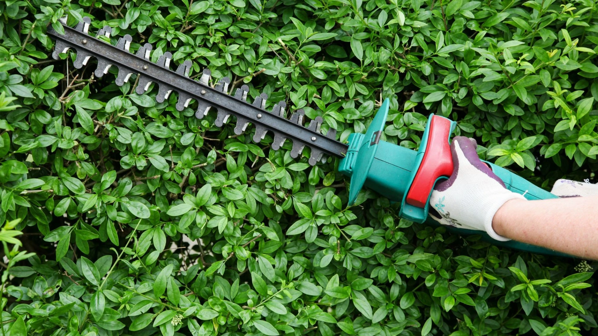 The reason you could a fine if your trim your hedge before September