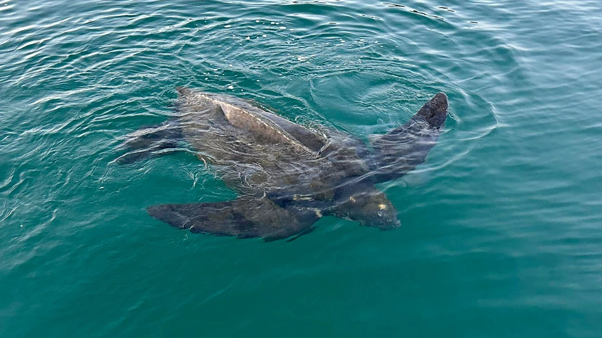 Rare leatherback turtle spotted off Devon coast in 'incredible' sighting