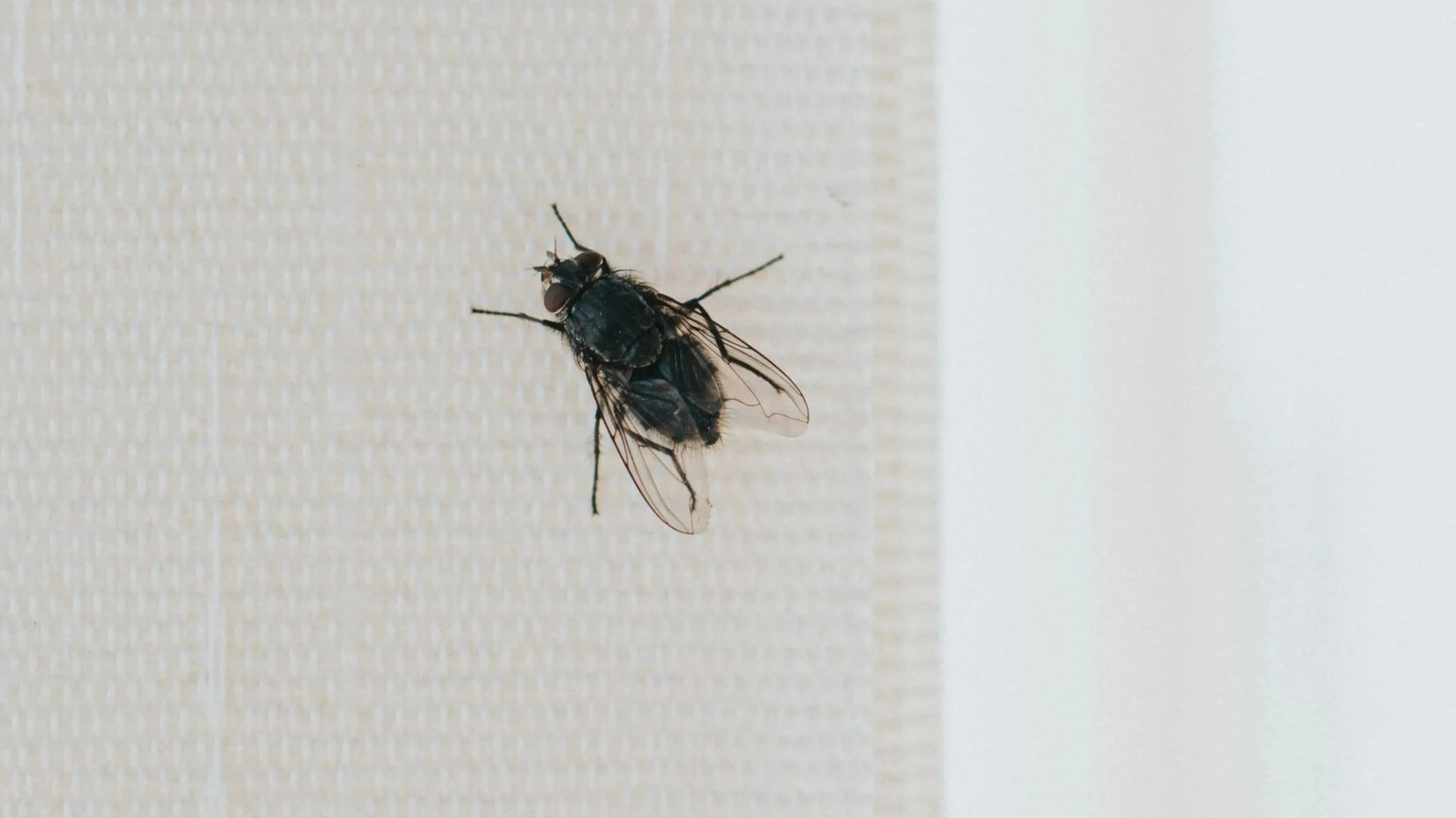 Aldi launches £2.49 buy that banishes flies, wasps and mosquitoes from your home