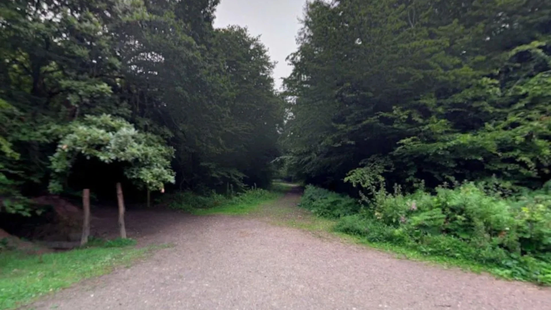 Boy, 10, mauled by two dogs in horror attack at park sparking urgent hunt
