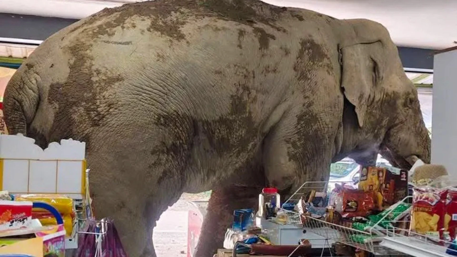 Hungry elephant munches on grub after barging into grocery store