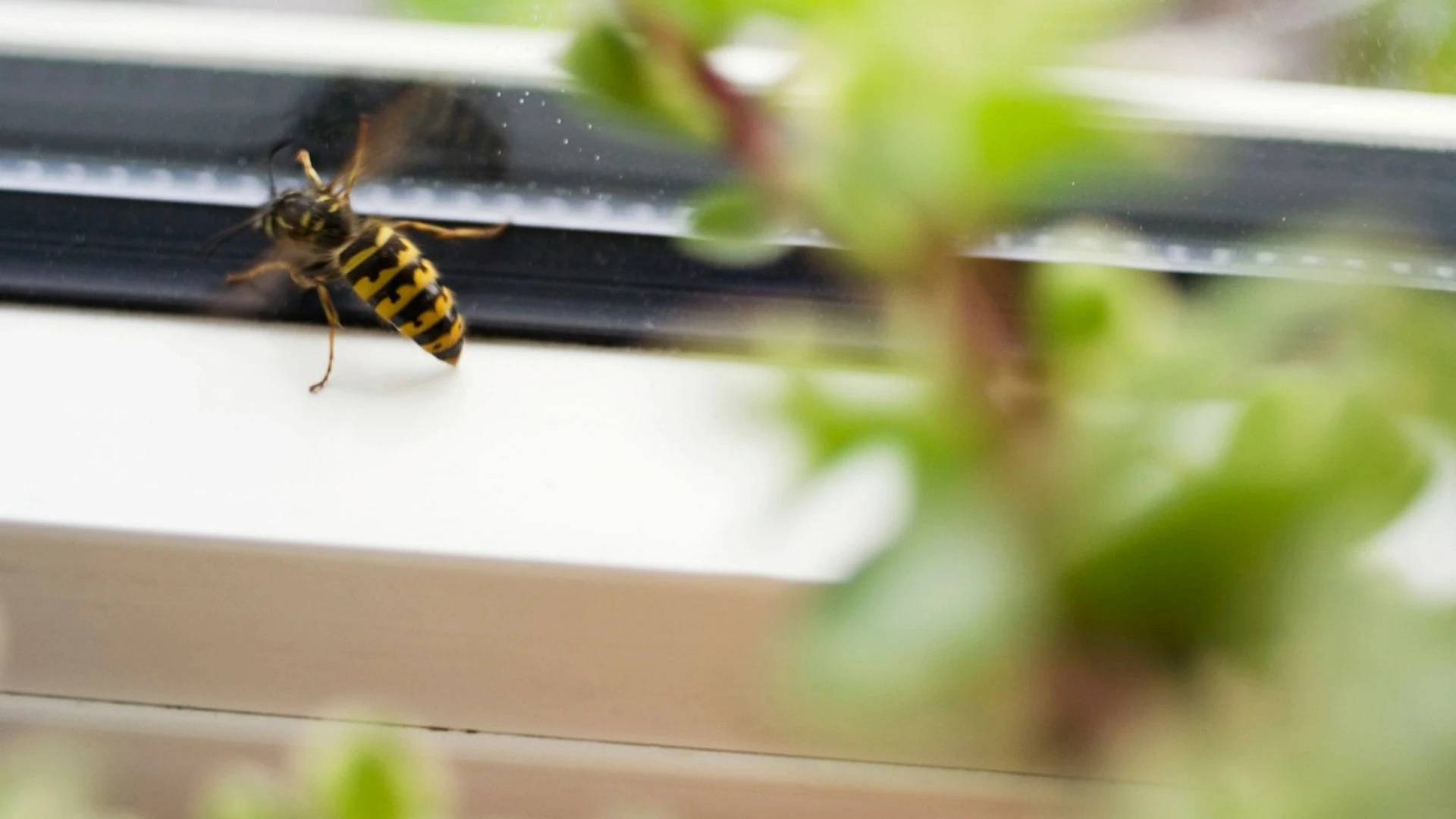 The 22p Tesco buy to stop wasps from coming inside your house this summer