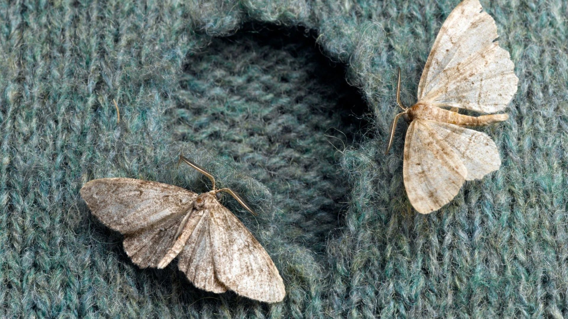 The 40p hack to banish moths from your home - it'll make your pad smell fresh too