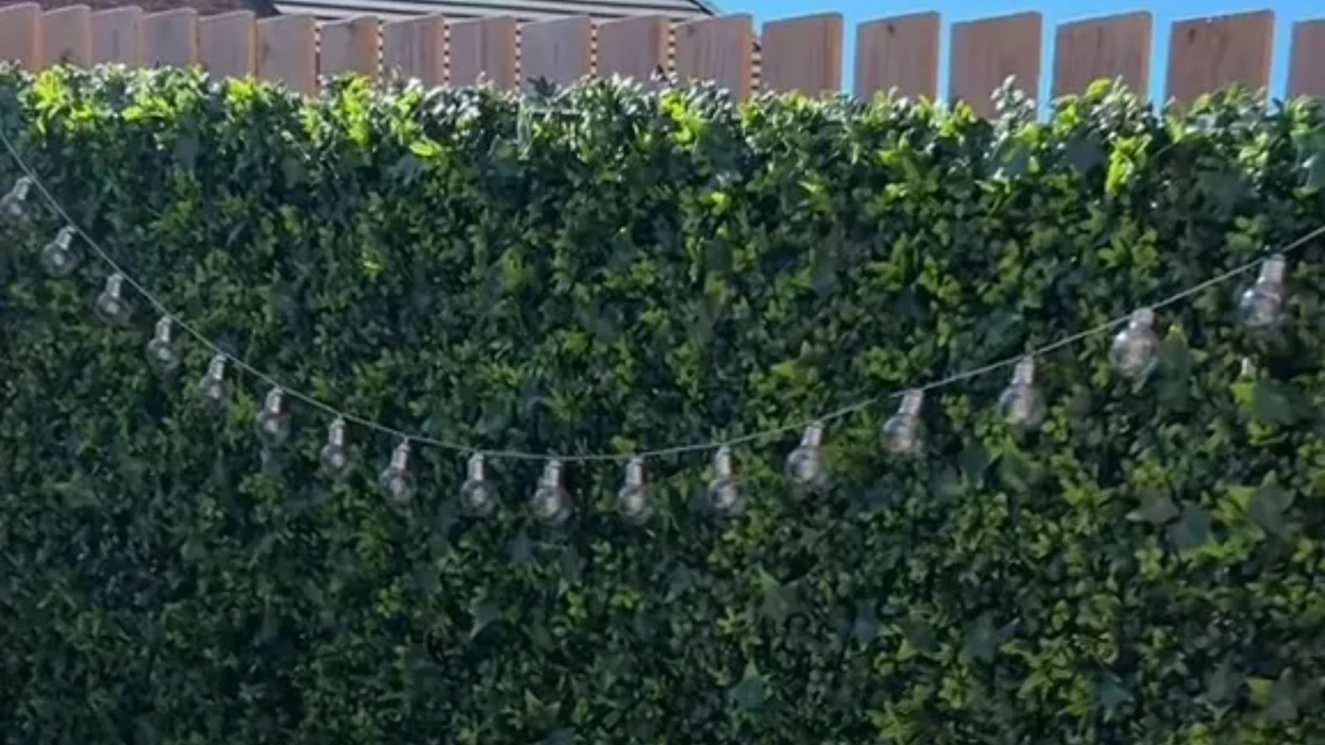 I turned my garden into a leafy oasis & have more privacy with a cheap B&M buy