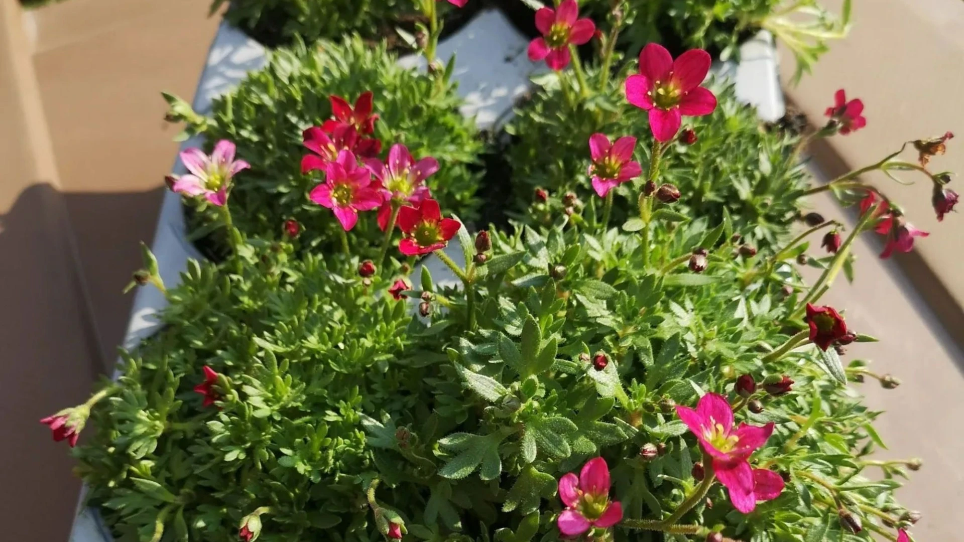 Shoppers racing to buy a 50p buy to transform their gardens - it's £3 elsewhere