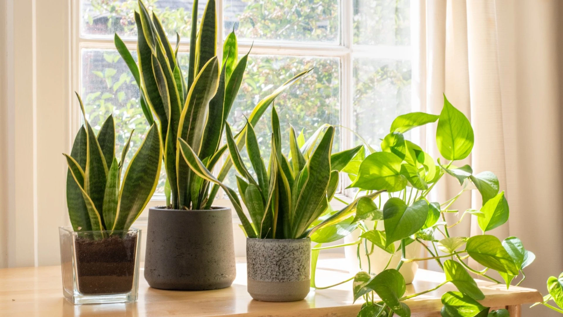 Five houseplants to add to your home if you hate dusting - including £9 buy