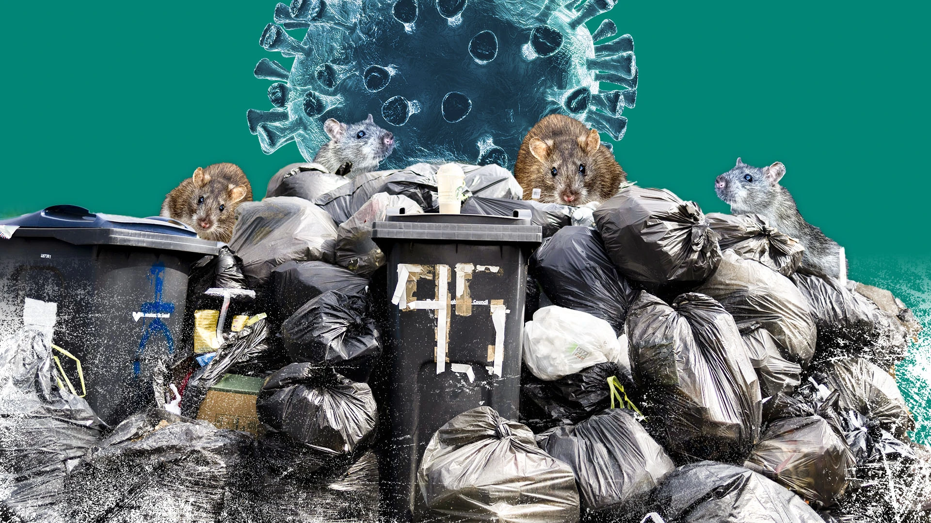 City's bin crisis risks spread of killer rat-borne viruses that trigger eye-bleeding
