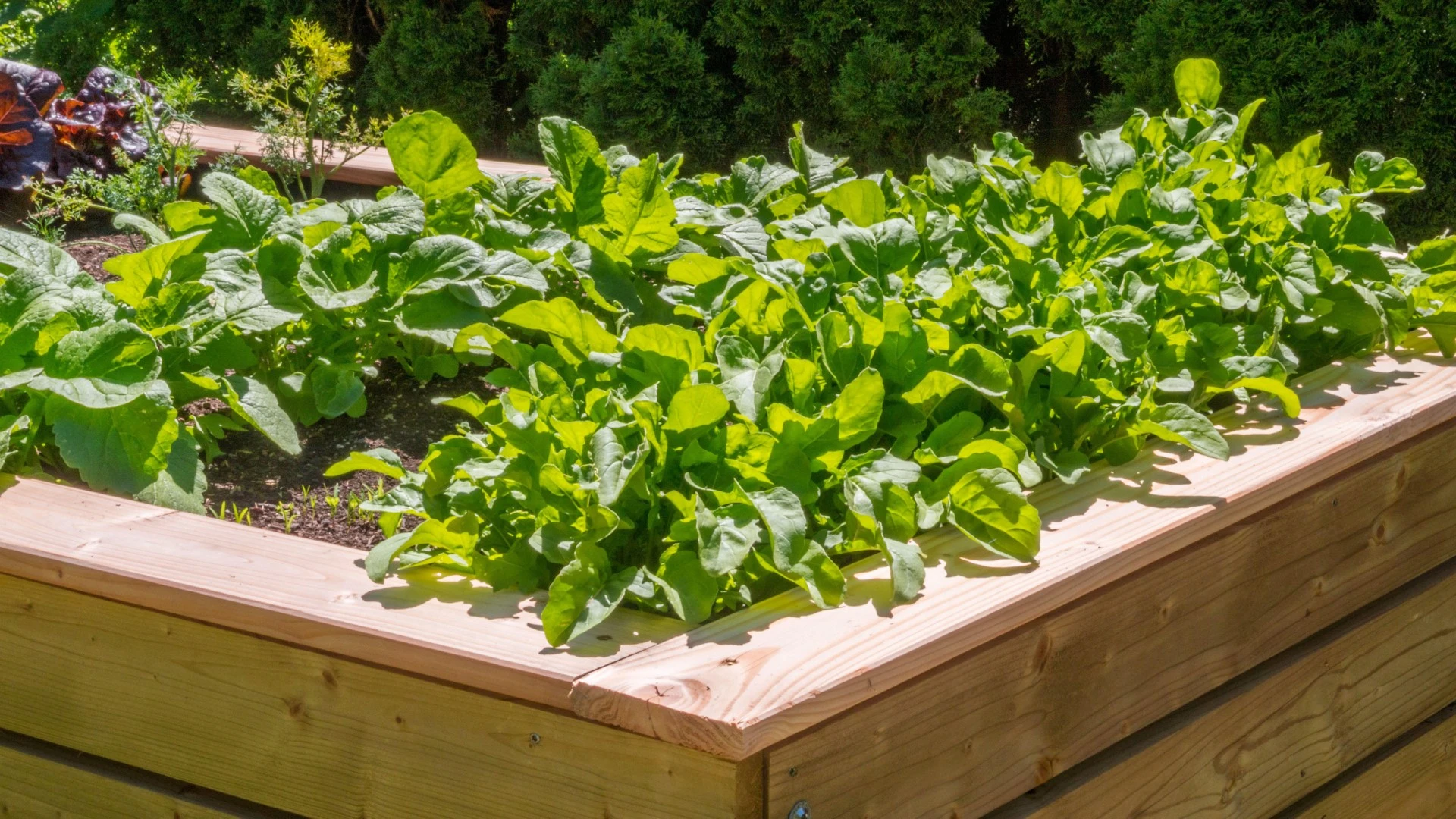 Gardening expert reveals the 5 vegetables to plant NOW before it's too late