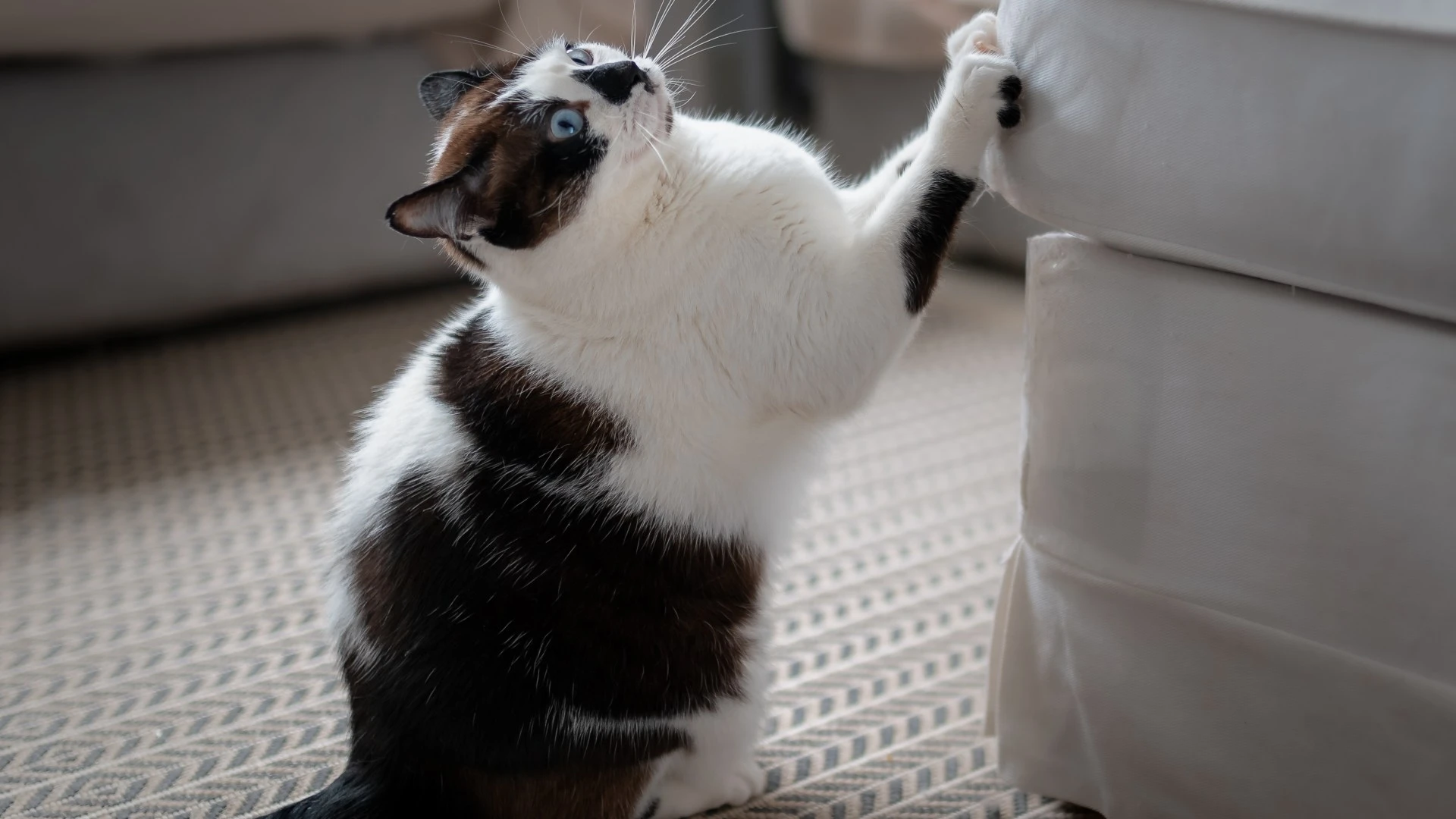 From a 'bored' cat to a dog dealing with the heat - your pet queries