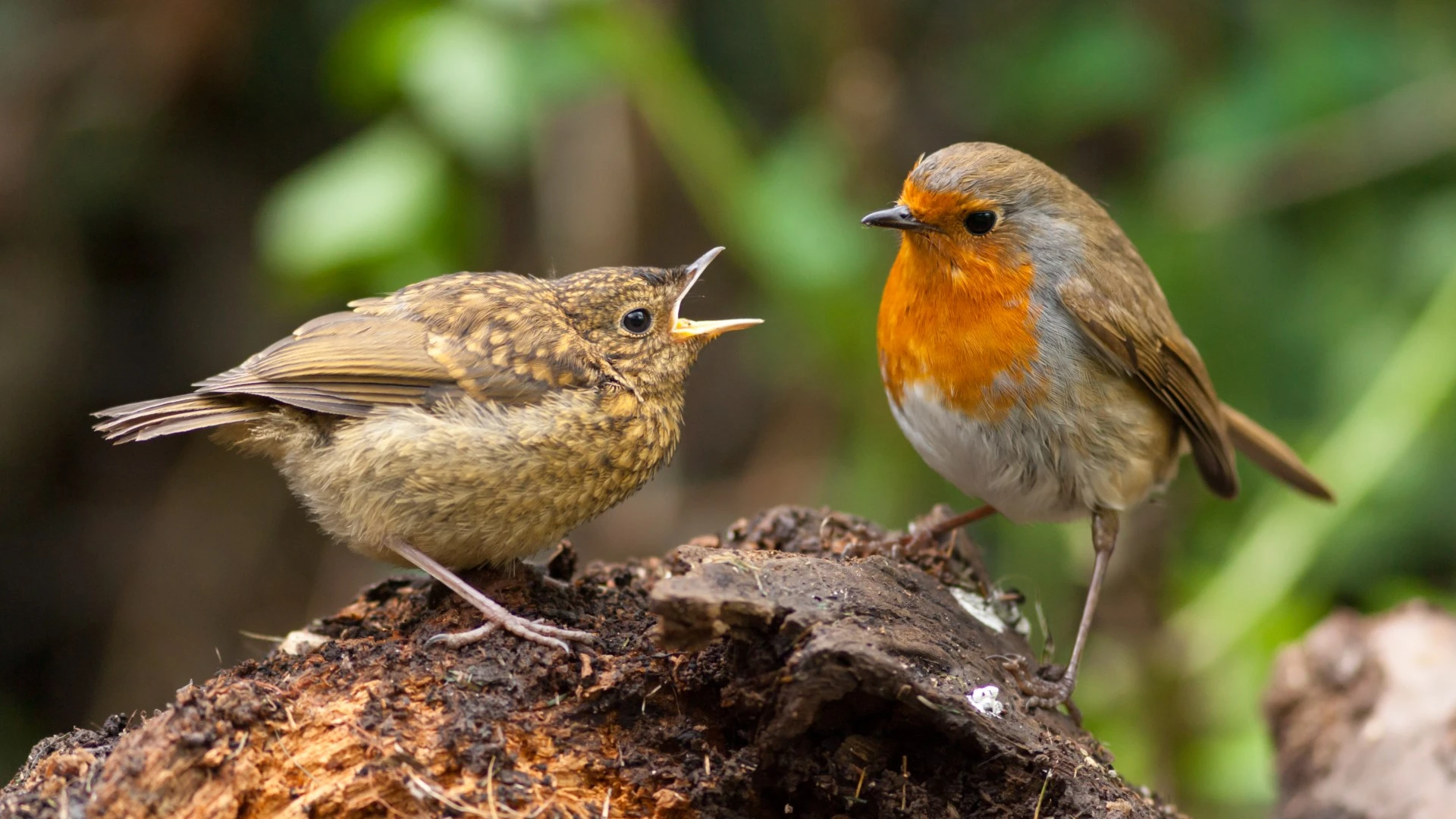 I’m a gardening expert - the free way to keep pesky birds off your plants