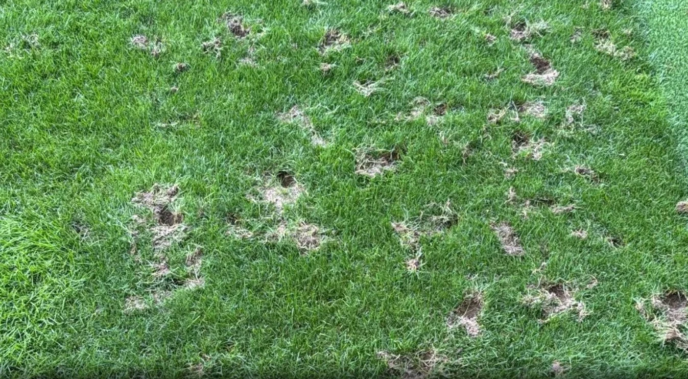 Football pitch unrecognisable after it is destroyed by rats before World Cup tie