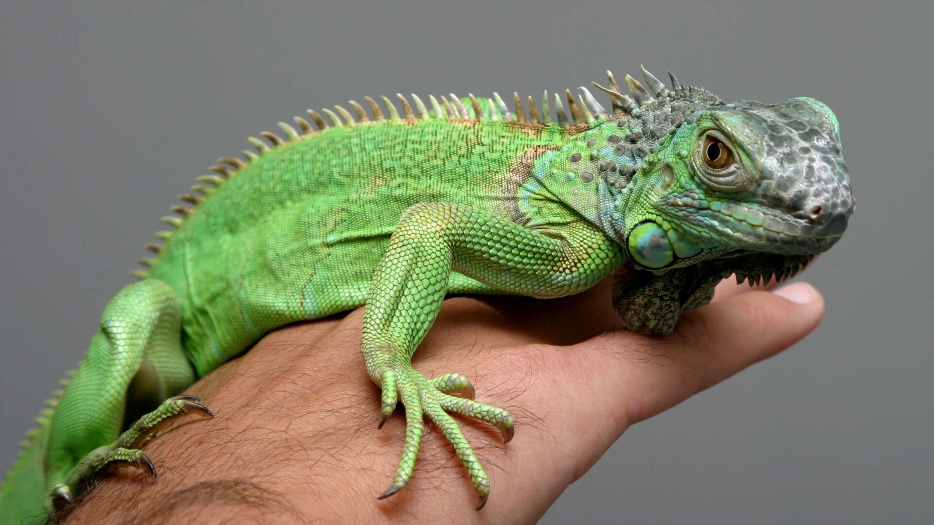 From an off colour iguana to a diabetic pooch - your pet queries answered