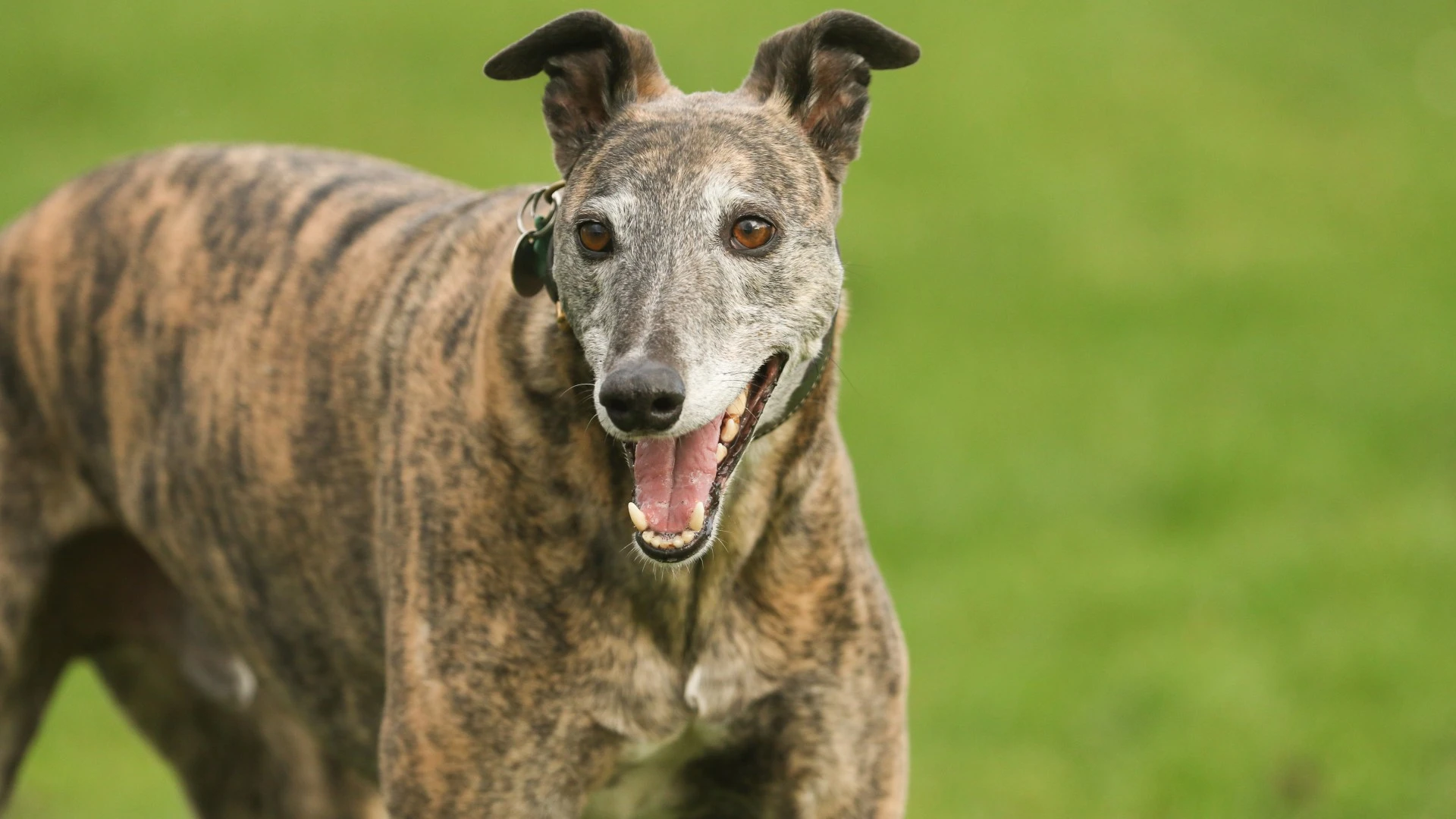 Boy, 8, and man savaged by 'greyhound' at park sparking urgent police hunt