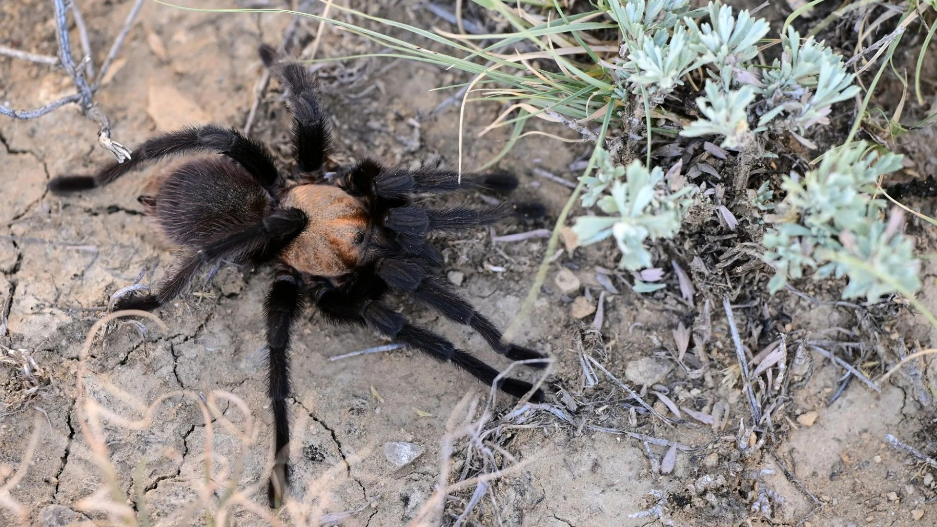Swarms of terrifying randy tarantulas invade US for mating season