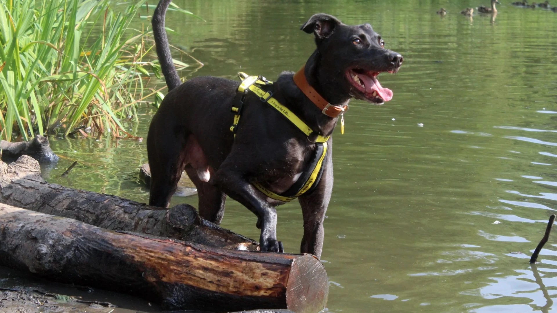 Meet UK's loneliest dogs that have been waiting 8 YEARS for forever homes