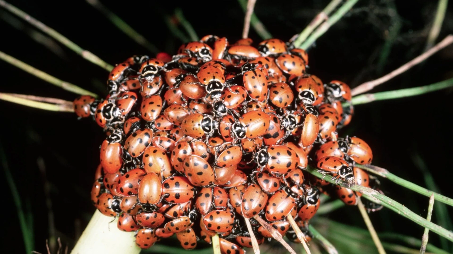 Beachgoers hide in cars as ladybirds swarm in biggest plague since 1976