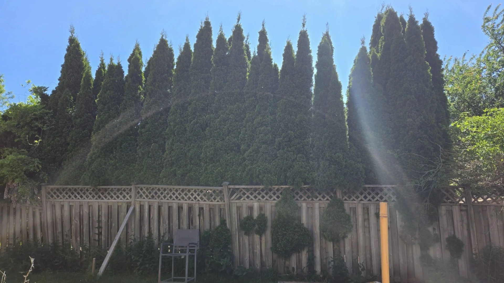 My neighbour refuses to chop down trees that block ALL the sun from my garden