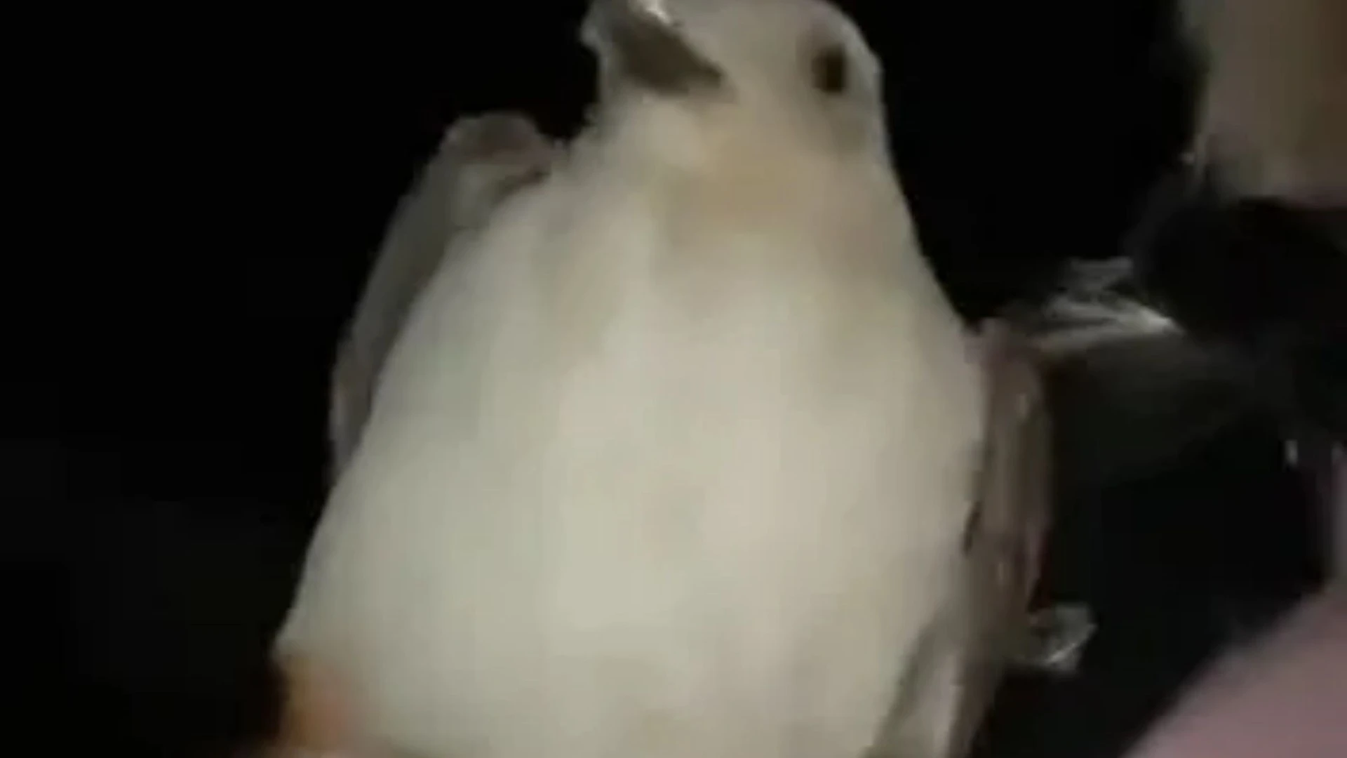 Woman gets instant karma after carrying seagull home from night out