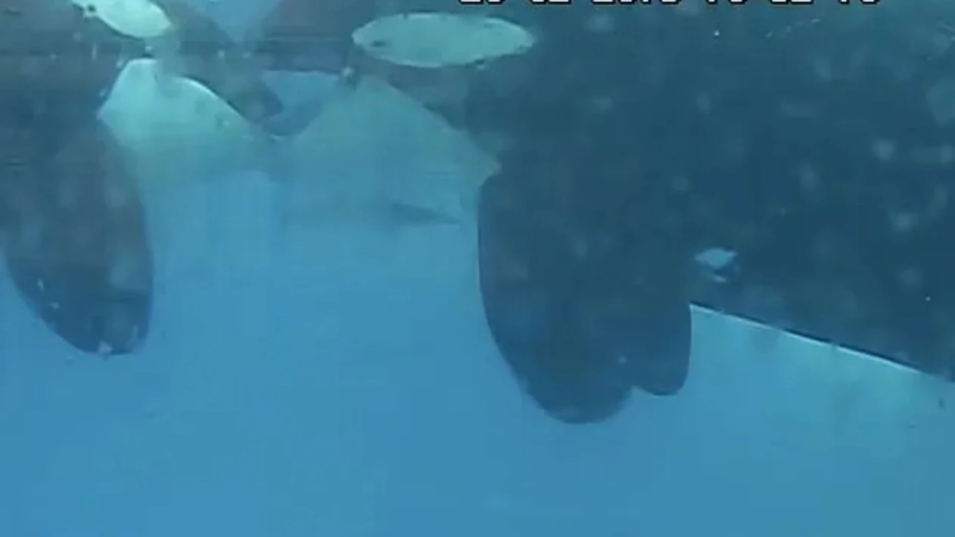 Never-before-seen moment two killer whales are filmed KISSING in incredible vid