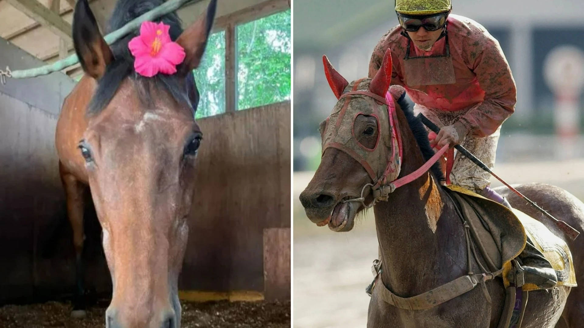 Horse dubbed 'shining star of losers' who never won in 113 races dies aged 29