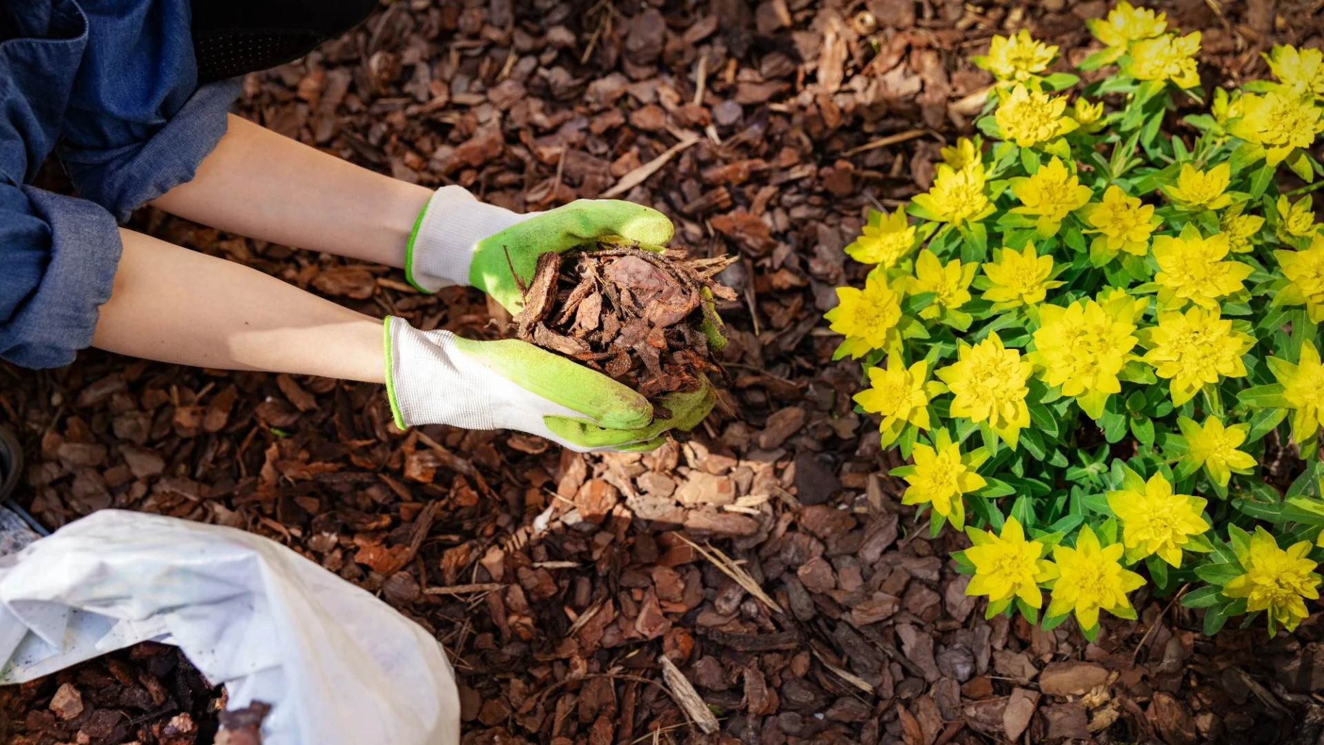 Stop weeds growing all autumn and winter with quick gardening task