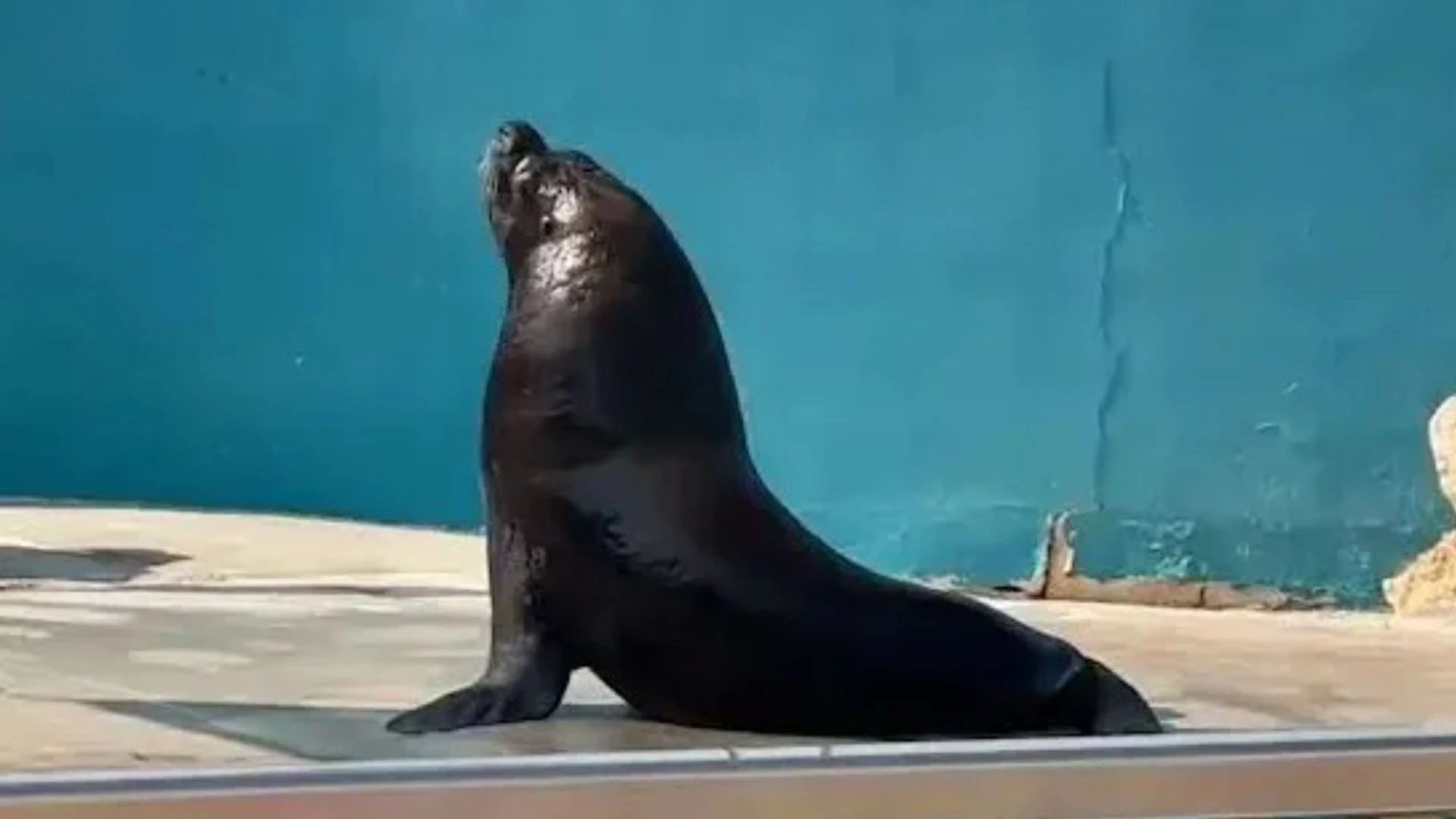 Tragic vid reveals lonely sea lion circling tank after death of only companion