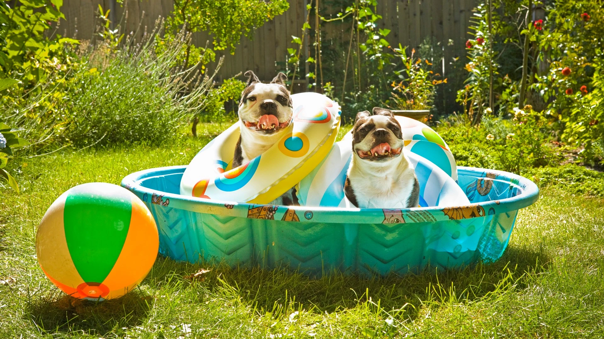 Vet warns dog breeds most likely to get heatstroke & organ failure