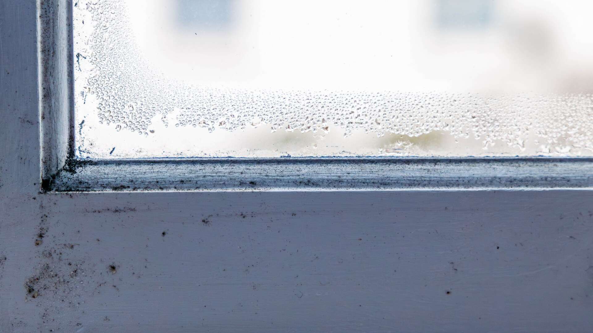 Major change means landlords must fix mould & improve homes for renters